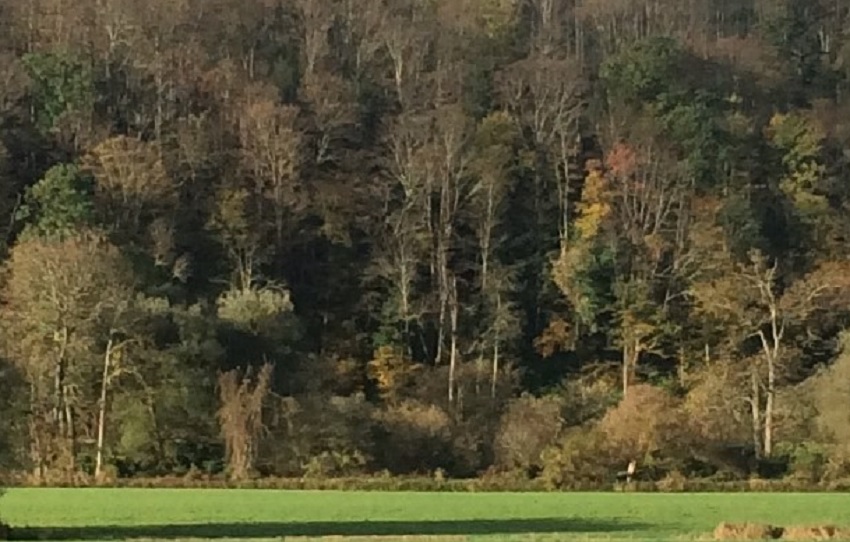 Naked Trees in the Forest.jpg
