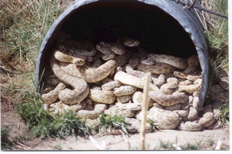 rattleculvert.jpg