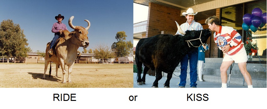 What to do with a bull.jpg