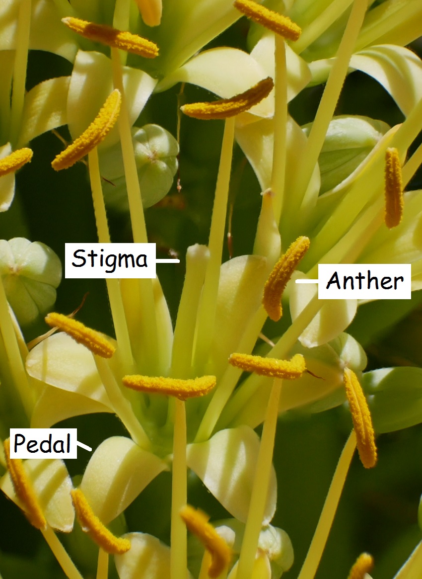 Parts of a Flower.jpg