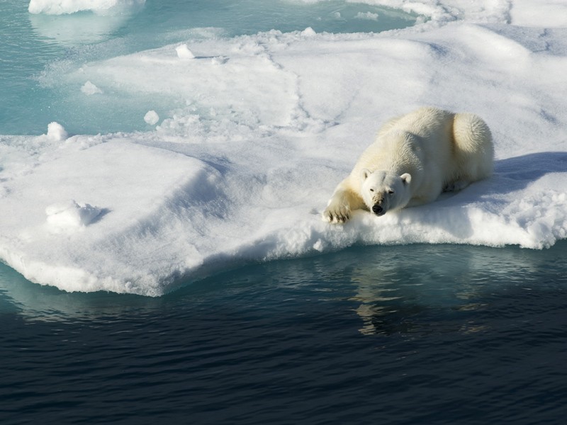 polar-bear-ice_thp73_istock.jpg