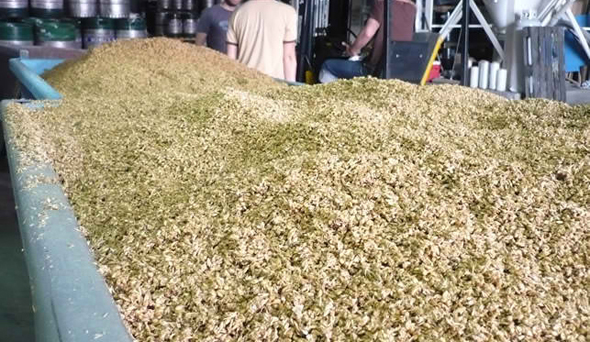 spent grain mashed out to feed to pigs or use as fertilizer_edited-1.jpg