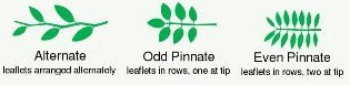 Alternate-Odd-Even.jpg
